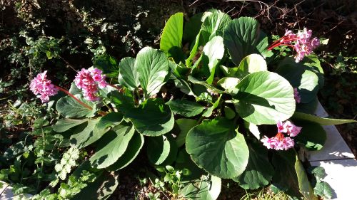 You are currently viewing ZAŠTO CVEĆE PRESTAJE DA CVETA IAKO IZGLEDA ZDRAVO?