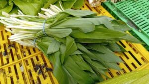 Read more about the article SREMUŠ – PROLEĆNI DAR PRIRODE