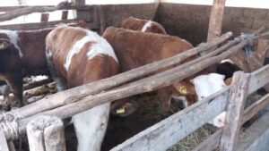 Read more about the article RAZLIKE IZMEĐU INTENZIVNOG I EKSTENZIVNOG TOVA U PRAKSI