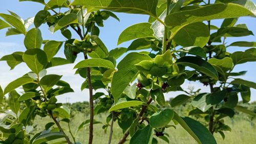 You are currently viewing NAJBOLJI RASPORED SORTI VOĆA ZA STALNU BERBU TOKOM SEZONE