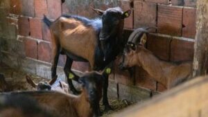 Read more about the article NAJVAŽNIJI FAKTORI KOJI UTIČU NA KVALITET KOZJEG MLEKA