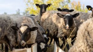 Read more about the article KAKO ORGANIZOVATI ISPAŠU OVACA ZA RAVNOMERAN PRIRAST