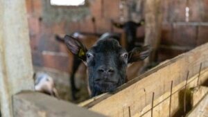 Read more about the article KAKO IZBEĆI PROBLEME SA PAPCIMA KOD KOZA