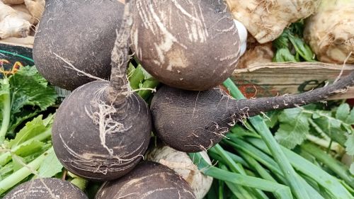 You are currently viewing NAJBOLJI RASPORED SADNJE POVRTARSKIH BILJAKA ZA KONTINUIRANU BERBU