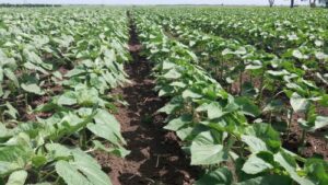 Read more about the article PRIRODNE METODE ZA BRŽI RAST I JAČI KOREN BILJAKA