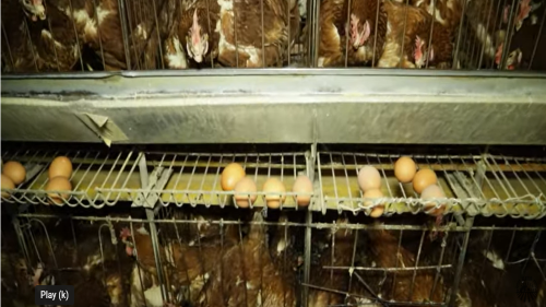 You are currently viewing KADA NOSIVOST KOKA OPADA IAKO JE HRANA ISTA