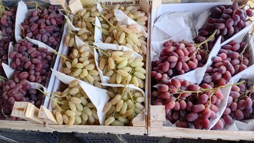 You are currently viewing KAKO ODREDITI OPTIMALNO OPTEREĆENJE ČOKOTA GROZDOVIMA