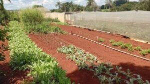 Read more about the article BIOLOŠKA FARMA I PRIRODNI TRETMAN OTPADNIH VODA U BRAZILU