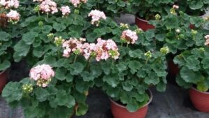 Read more about the article ZNACI KADA JE CVEĆU U SAKSIJI, HITNO POTREBNO PRESAĐIVANJE