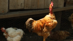 Read more about the article RAZLIKE IZMEĐU INDUSTRIJSKIH I SEOSKIH LINIJA KOKOŠAKA U PRAKSI