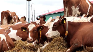 Read more about the article KADA JE OPRAVDANO IZBACITI GRLO IZ PROIZVODNjE