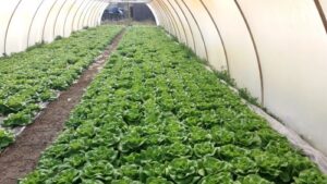 Read more about the article KADA JE PRAVI TRENUTAK ZA RASAĐIVANJE BEZ STRESA ZA BILJKE