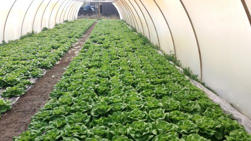 You are currently viewing KADA JE PRAVI TRENUTAK ZA RASAĐIVANJE BEZ STRESA ZA BILJKE