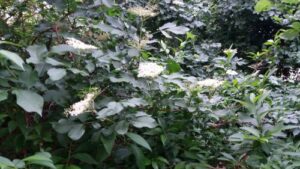 Read more about the article RASTE SVUDA OKO NAS A PLAŠIMO SE DA JE KORISTIMO