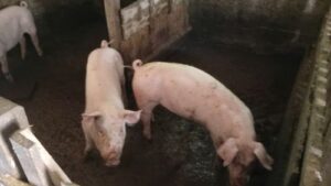 Read more about the article KRPELJI I AFRIČKA KUGA SVINJA