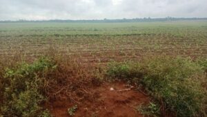 Read more about the article MOJ DAN U BRAZILU NA FARMI GMO SOJE