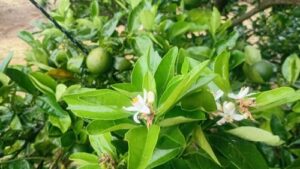 Read more about the article ZAŠTO CVETANJE NE ZNAČI UVEK I DOBAR PRINOS U VOĆARSTVU