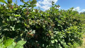 Read more about the article TEŠKA GODINA ZA KUPINU. IZMEĐU POTENCIJALA, ZARADE I OPSTANKA