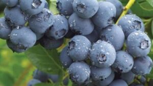 Read more about the article EVO ZAŠTO PLANTAŽA BOROVNICE. Kako pravilno započeti gajenje borovnice i zaraditi