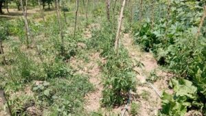 Read more about the article NAJEFIKASNIJI SISTEMI ZALIVANJA POVRĆA ZA UJEDNAČEN RAST