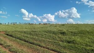 Read more about the article NEĆETE VEROVATI KAKO SU U BRAZILU OPORAVILI DEGRADIRANE PAŠNJAKE