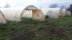 Read more about the article KAKO ODRŽATI IDEALNU MIKROKLIMU U PLASTENIKU BEZ SKUPE OPREME