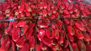 Read more about the article BAKTERIJSKE BOLESTI POVRĆA. Kako ih prepoznati i sprečiti velike štete?