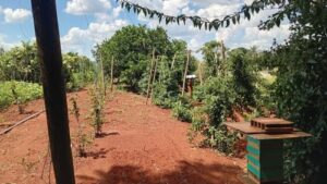 Read more about the article AKO ŽELIŠ DA POVEĆAŠ PRINOS U POVRTARSTVU OVE BILJKE SADI