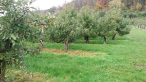 Read more about the article IZVOZ VOĆA NA PREKRETNICI. Kako proizvodnja jabuke može ponovo postati najjači adut Srbije