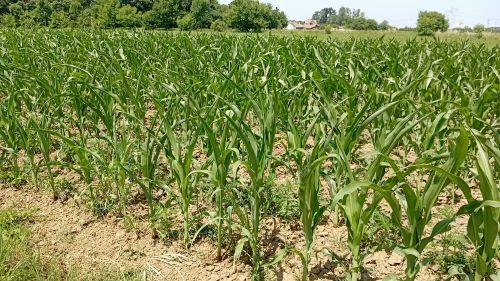 You are currently viewing SETVA KUKURUZA.KORACI ZA SIGURAN PRINOS I JAK START USEVA