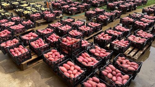 You are currently viewing STOLBUR NA KROMPIRU, OPASNA BOLEST KOJA UNIŠTAVA ROD