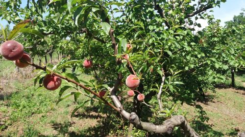 You are currently viewing KADA JE VREME ZA ZAMENU DOTRAJALIH STABALA VOĆAKA