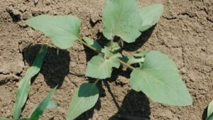 Read more about the article NISU SVI KOROVI NEPOŽELJNI U BAŠTI