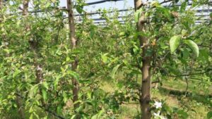 Read more about the article KRUŠKINA BUVA: NAPAST KOJA JE PROMENILA PROIZVODNJU KRUŠKE