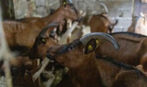 Read more about the article KADA JARE NEĆE DA SISA! Najčešći razlozi zbog kojih dolazi do odbijanja