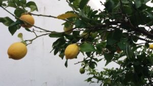 Read more about the article DA LI LIMUN MOŽE DA USPEVA U SRBIJI?