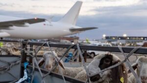 Read more about the article ISPRAĆEN PRVI AVION SA ŽIVOM JAGNJADI ZA ALŽIR: Srbija otvorila novo tržište za domaće stočare