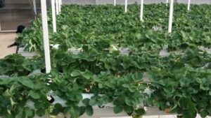 Read more about the article STIGLE PRSKANE JAGODE. Crvene, mirisne i pune pesticida. Šta zapravo jedemo ovog proleća?