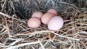 Read more about the article SALMONELA VREBA NA LJUSCI JAJETA! Jedna greška može vas odvesti pravo u bolnicu