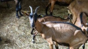 Read more about the article Koze podnose leto bolje nego što mnogi misle: Mali proizvođači u njima pronalaze stabilan izvor prihoda