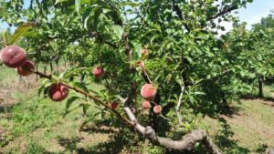 Read more about the article Breskve pune vitamina i vlakana. Jedite ih koliko vam duša ište