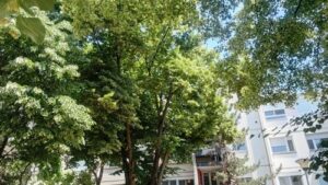 Read more about the article ZAŠTO JE LIPA VEKOVIMA SMATRANA SVETIM DRVETOM I ZAŠTITNIKOM KUĆE?