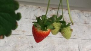 Read more about the article KAKO DA SAČUVATE JAGODE A DA NE PROPADNU