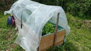 Read more about the article NIKADA NISAM VIDEO OVAKO MALI PLASTENIK U KOME MOŽE DA SE PROIZVEDE DOVOLJNO HRANE