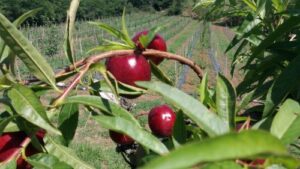 Read more about the article Razlika između breskve i nektarine