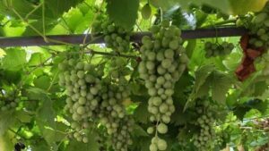 Read more about the article BELA PREVLAKA NA LISTOVIMA I GROZDOVIMA! Ovako počinje pepelnica vinove loze koja može ozbiljno da umanji rod