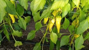 Read more about the article JEDNA PAPRIKA MOŽE DA RODI I 40 PLODOVA: Većina ljudi pravi istu grešku