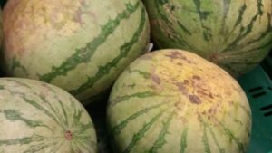 Read more about the article PROVERILI SMO: Da li lubenica zaista pluta kada je zrela? Odgovor će vas iznenaditi