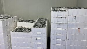 Read more about the article Morski plodovi leti. Jedna greška pri kupovini, može završiti ozbiljnim trovanjem!