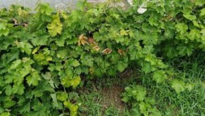 Read more about the article PLAMENJAČA VINOVE LOZE. Bolest koja se vidi kasno, a zaustavlja na vreme